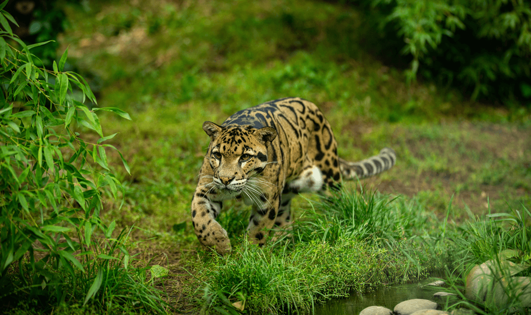 A clouded leopard near a stream