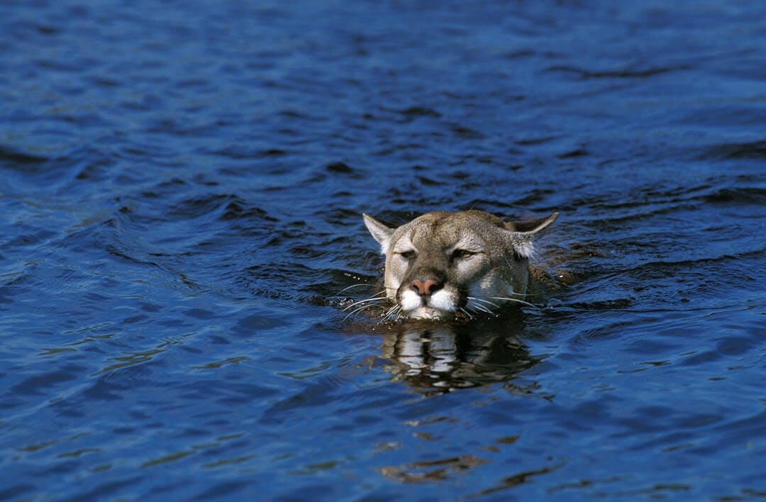 a cougar swimming in a river