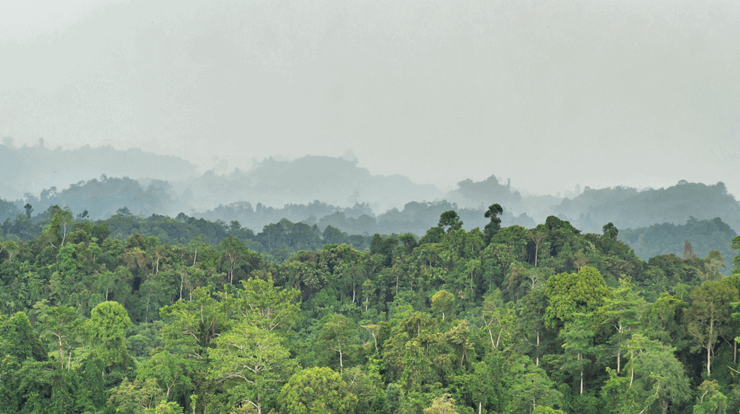 a forest in borneo