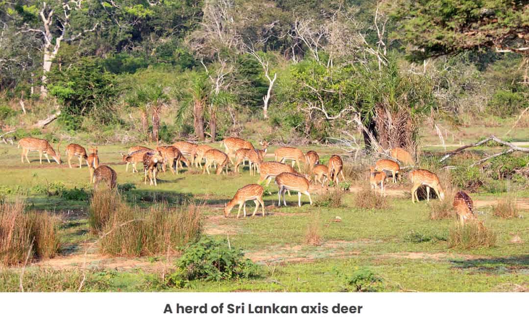 a herd of Sti Lankan axis deer