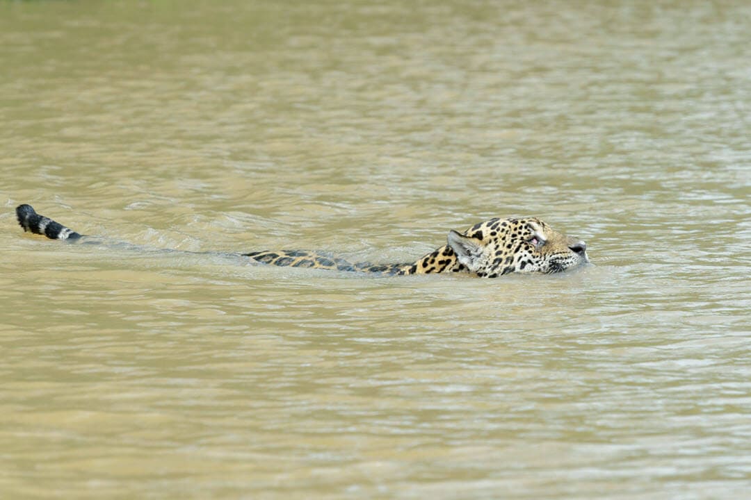 a jaguar swimming in Brazil