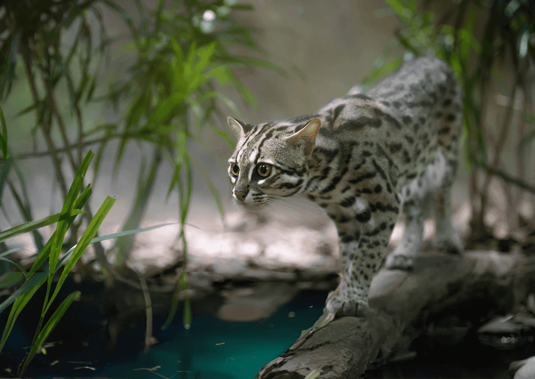 a leopard cat by a river