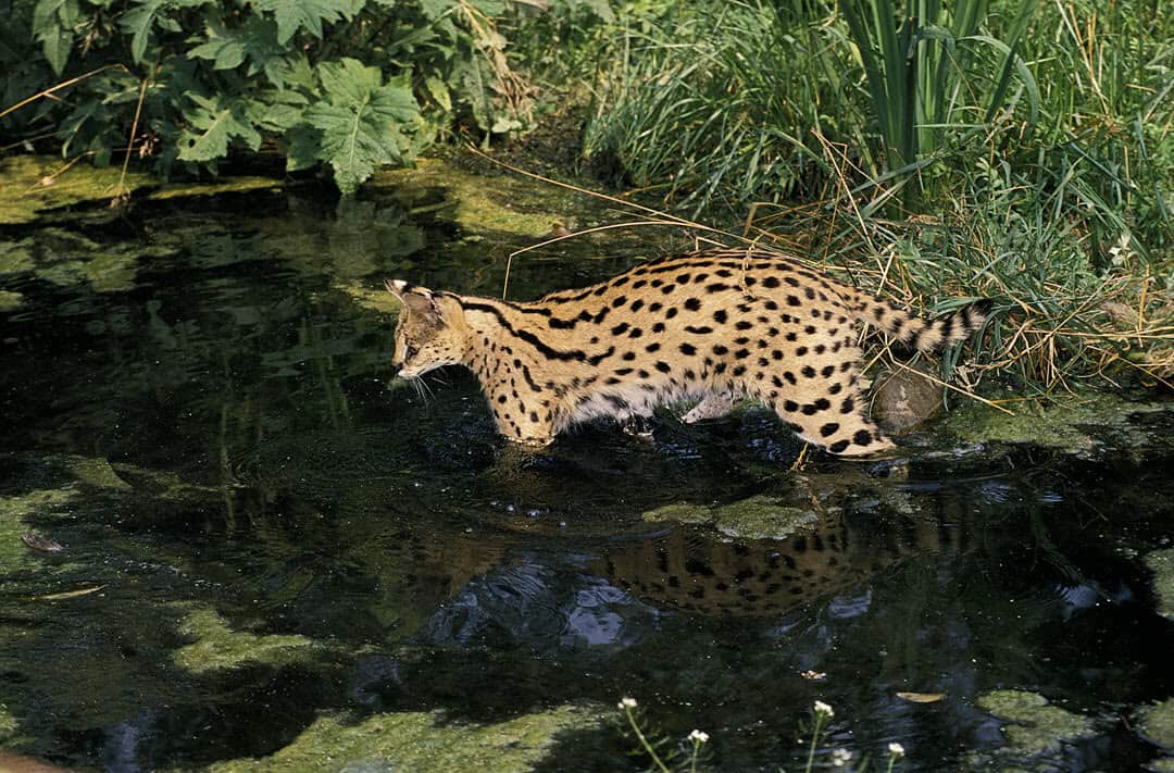 A serval in the water