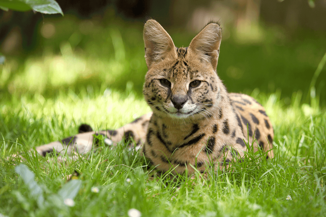 a serval sitting