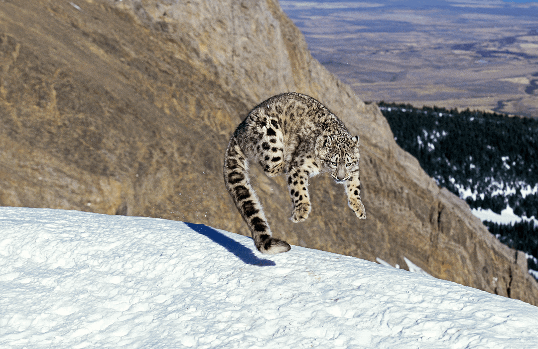 a snow leopard leaping