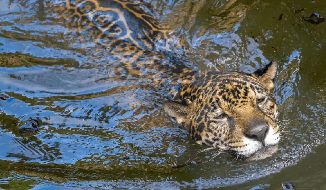 15 Wild Cats that Swim