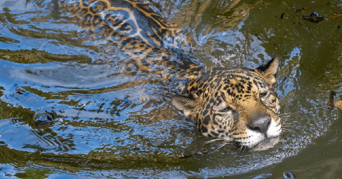 a wild cat swiimming