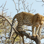 an African leopard