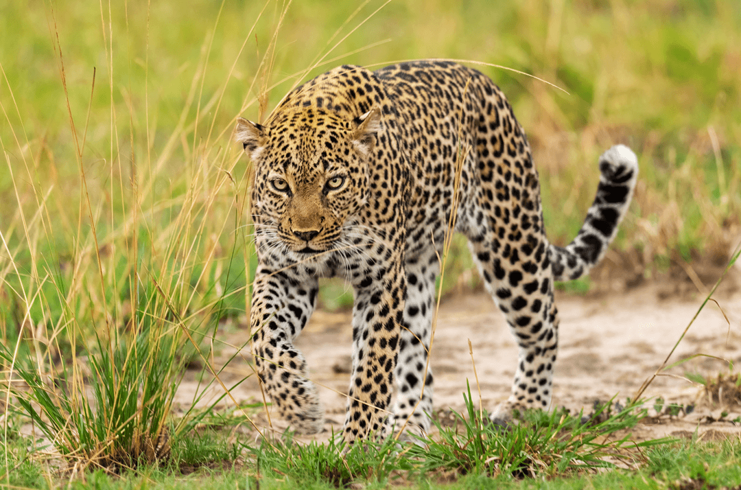 African leopard in the grass