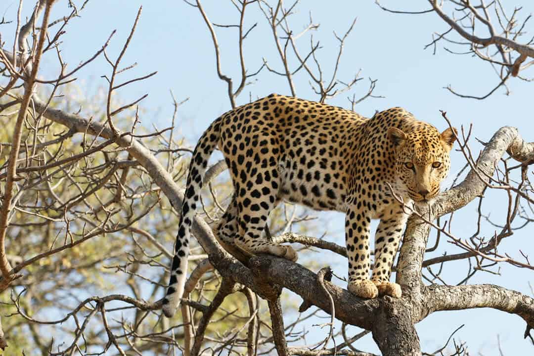 an African leopard