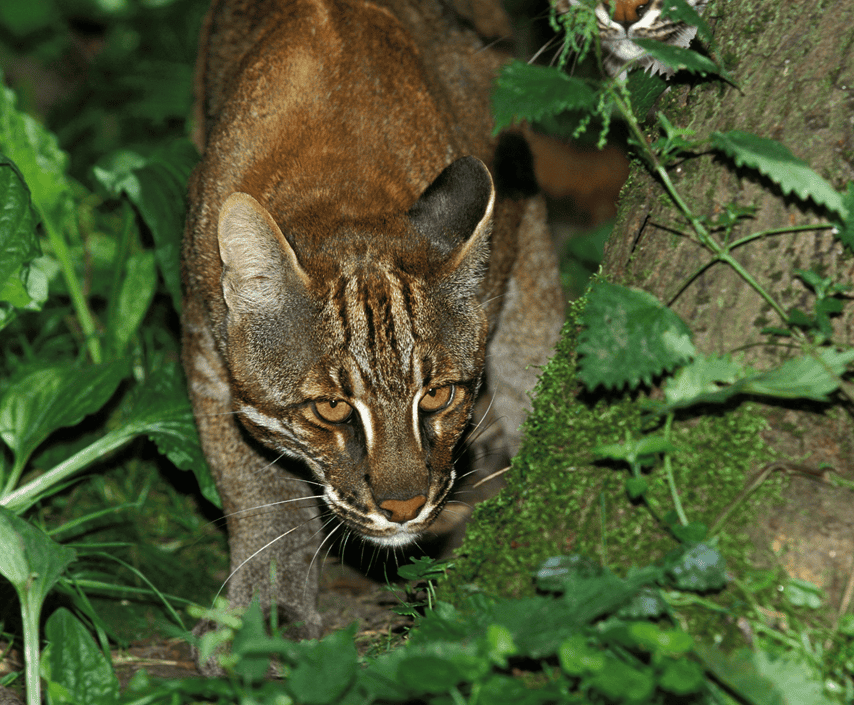 an asian golden cat by a tree