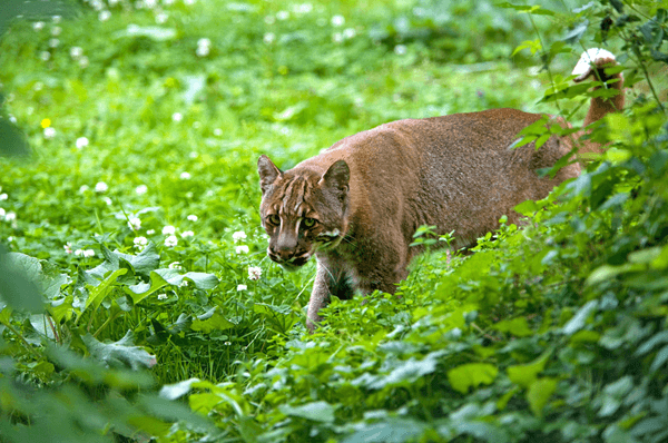 an asian golden cat walking