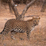 an Indian leopard