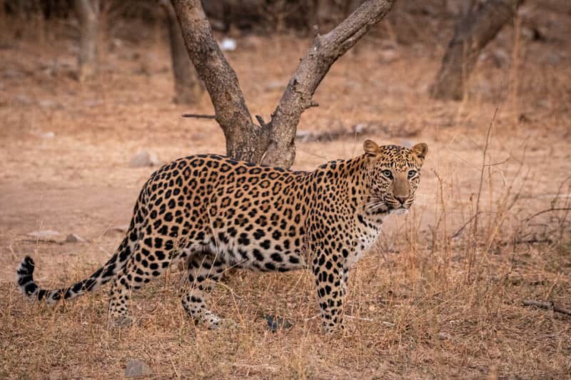 an Indian leopard