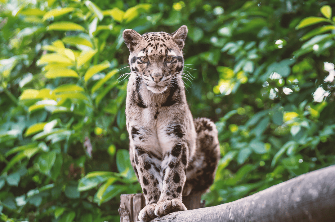 an ocelot on a wood beam