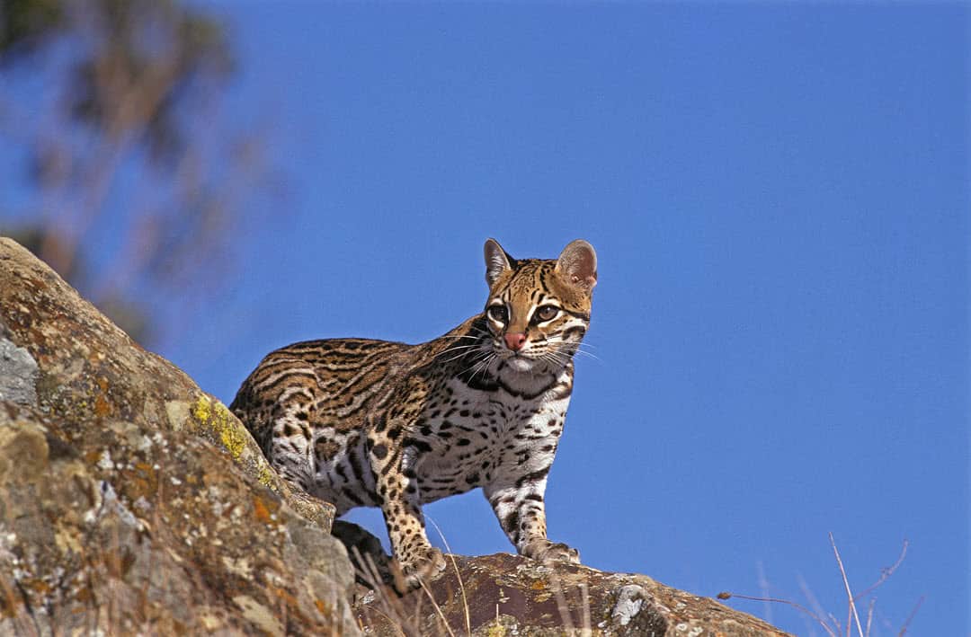 an ocelot standing on a rock