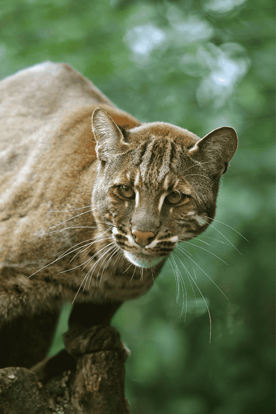 asian gold cat on a tree stump