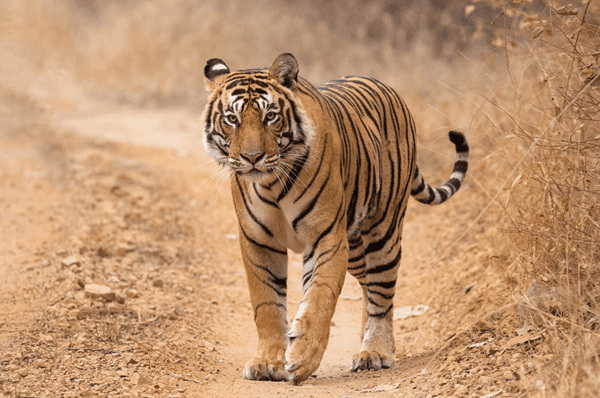 Bengal tiger walking down a dirt path