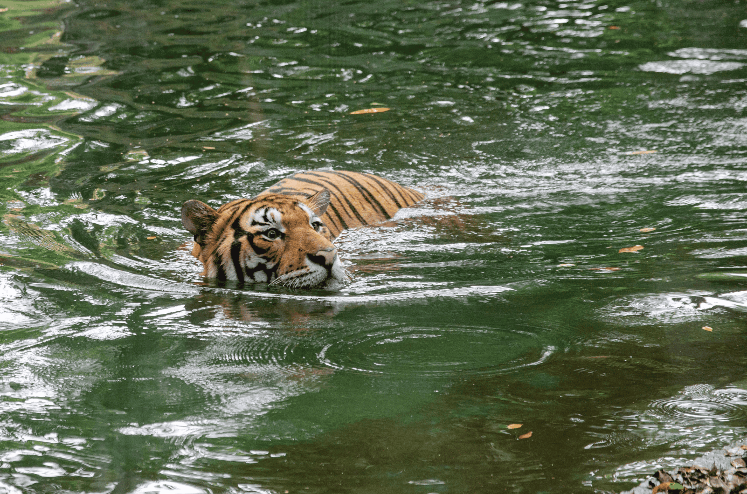 tiger swimming