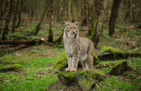 Bobcats - species data, conservation, facts, photos - BigCatsWildCats