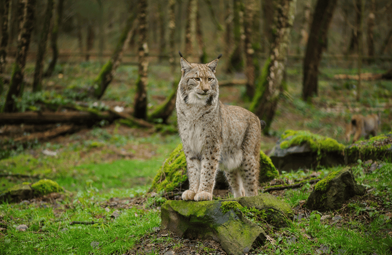 bobcat in the forest