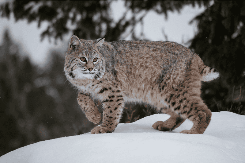 bobcat in the snow