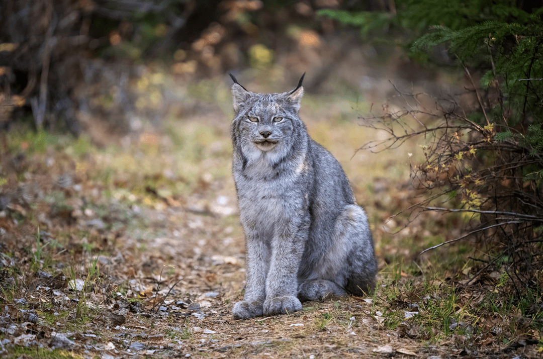 canada lynx sitting in the forest