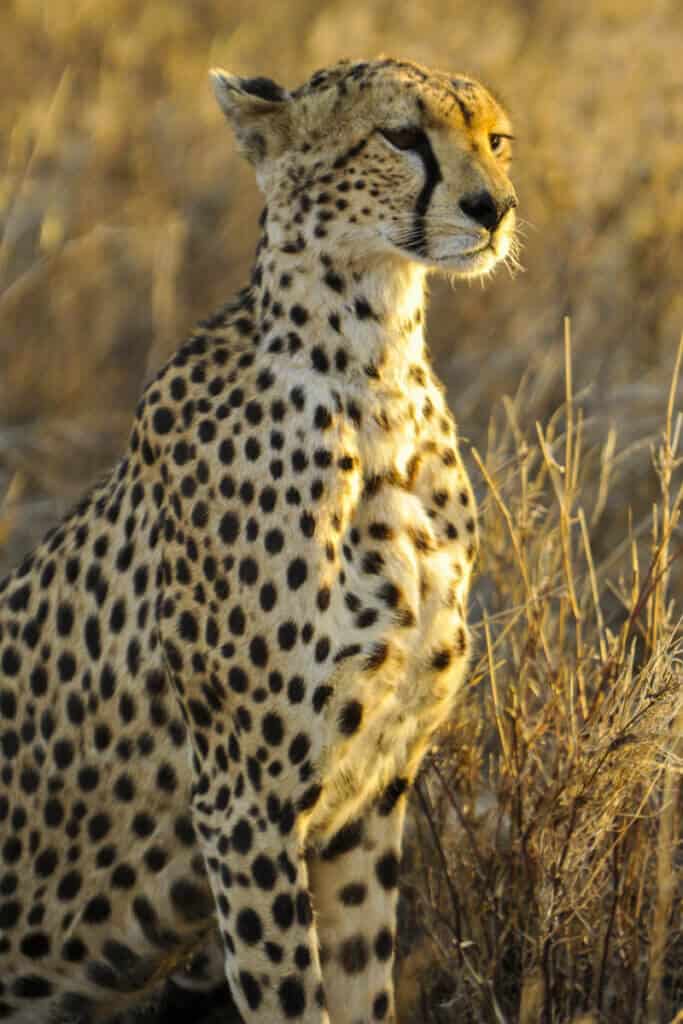 cheetah reintroduction program