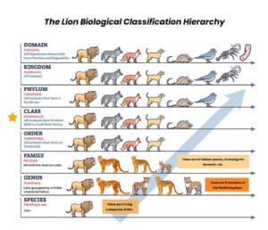 class classification