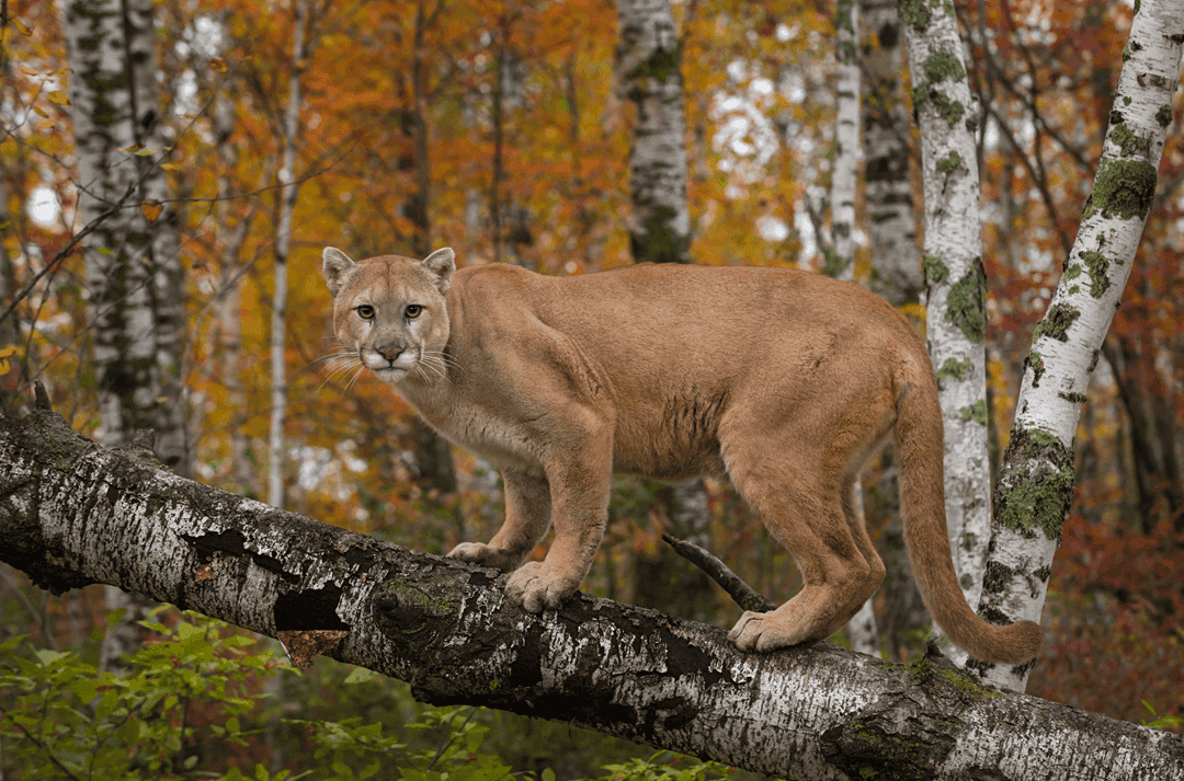 cougar - puma concolor