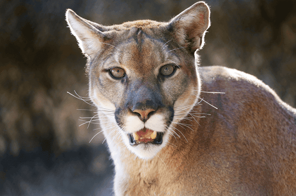 cougars face