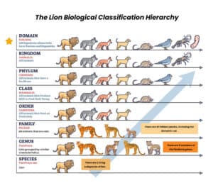 domain classification biology