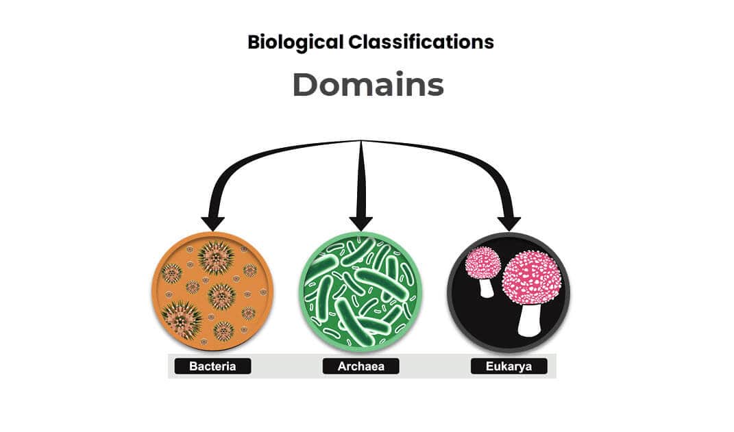 domains classification