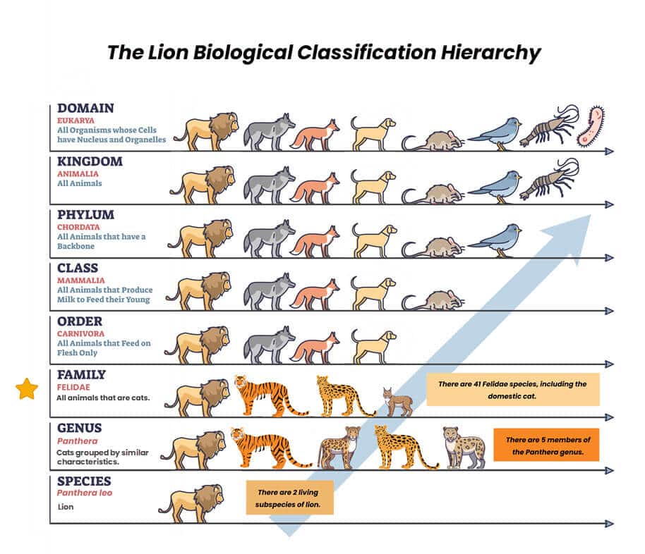 family classification