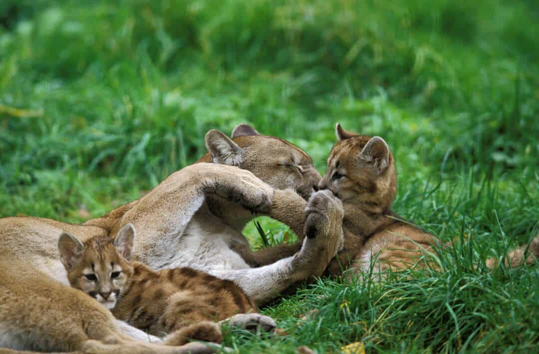 female mountain lion with cubs