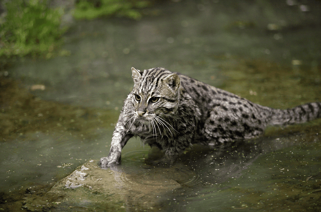 fishing cat hunting in water