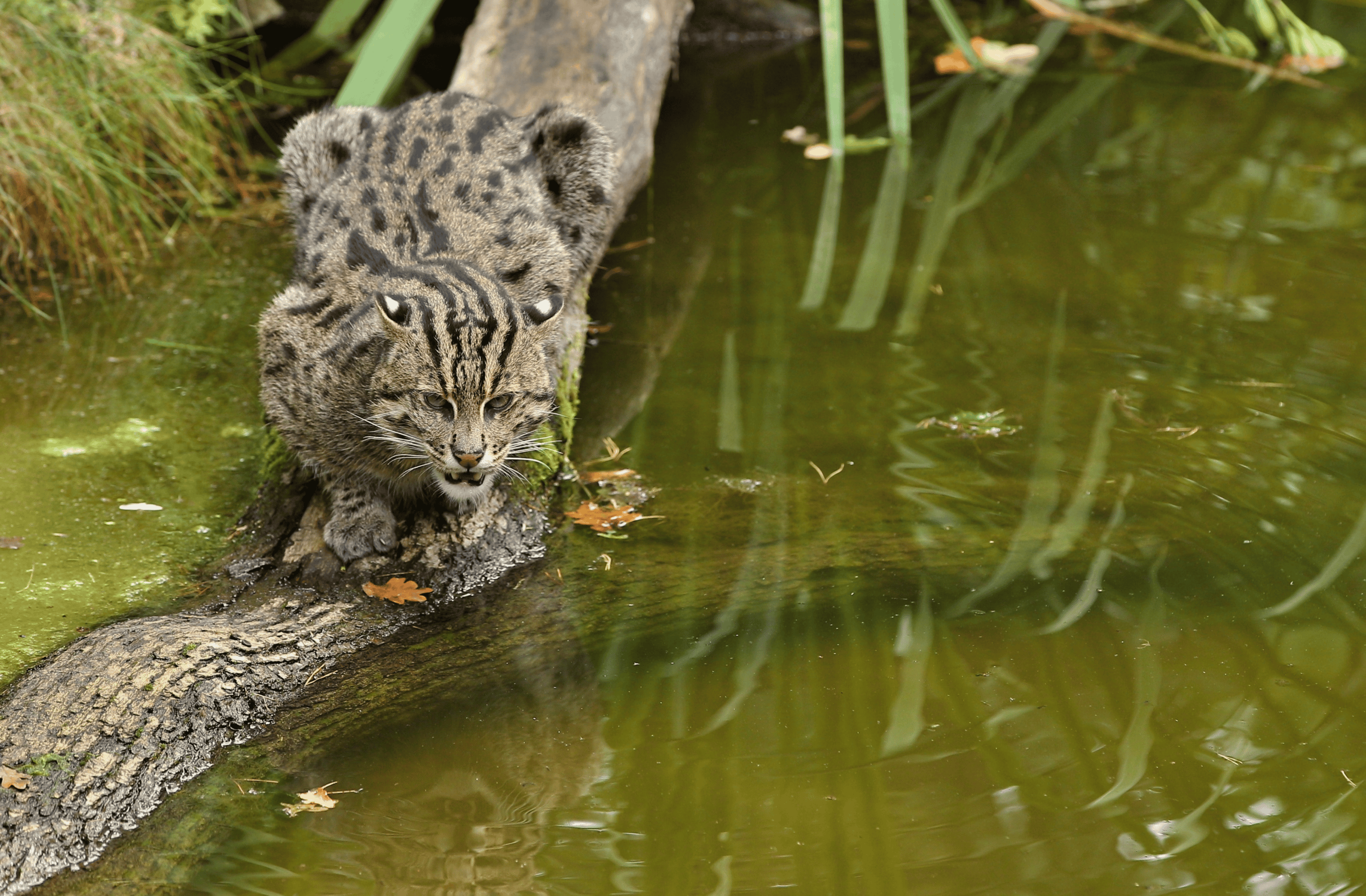 fishing cat near a pond