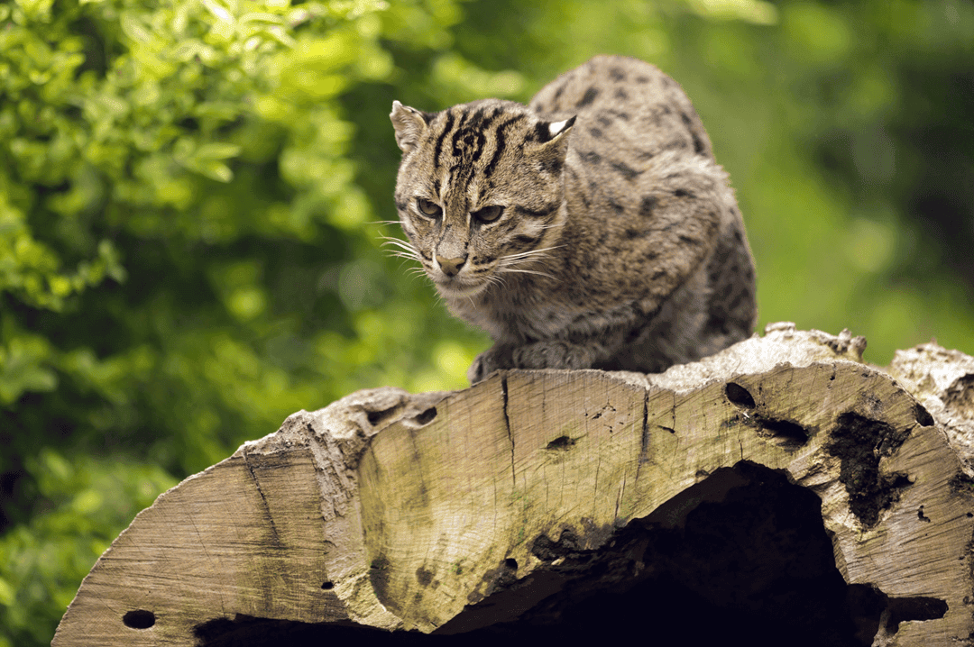 fishing cat on a log