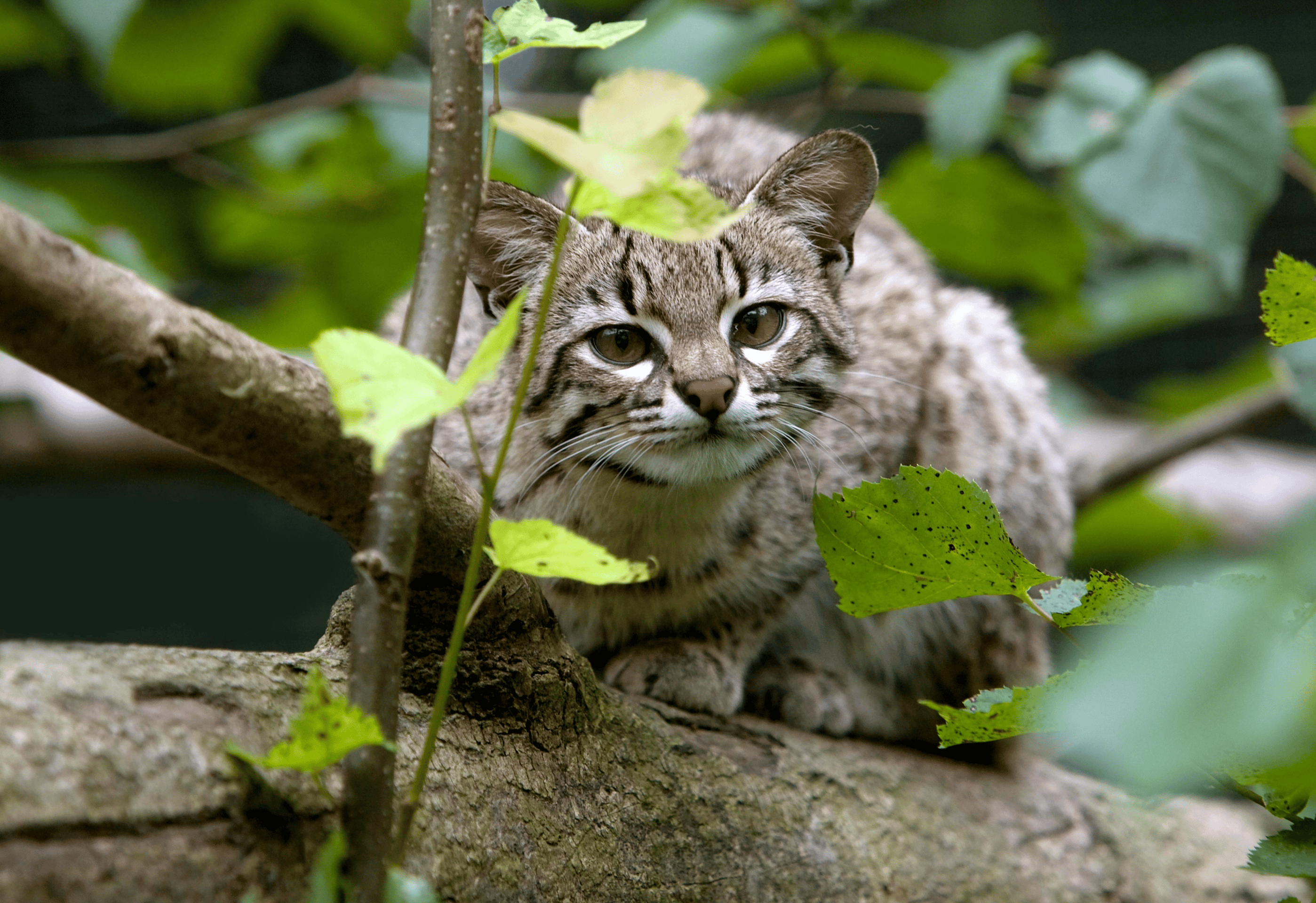 geoffroys cat - small