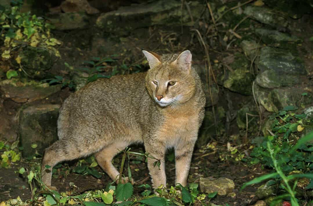 jungle cat in the bushes