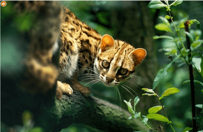 the leopard cat prionailurus bengalensis