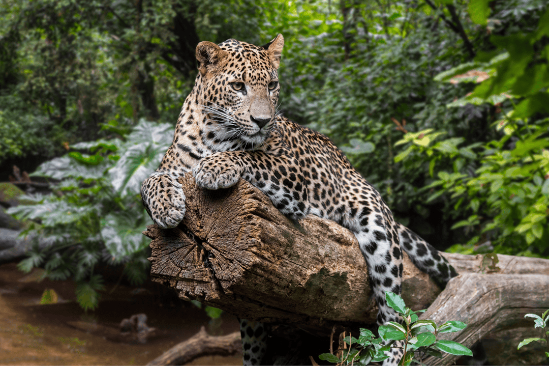 leopard in a forest