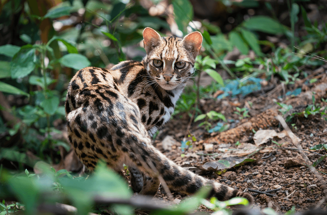 mainland leopard cat thailand