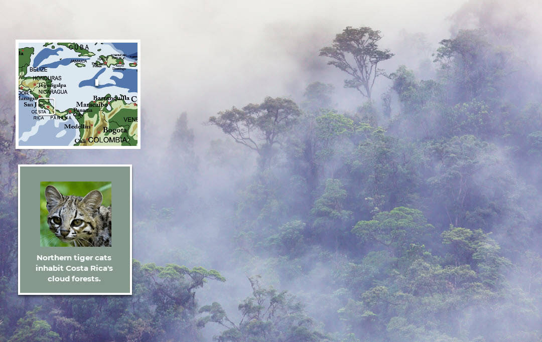 northern tiger cats inhabit costa rica cloud forests