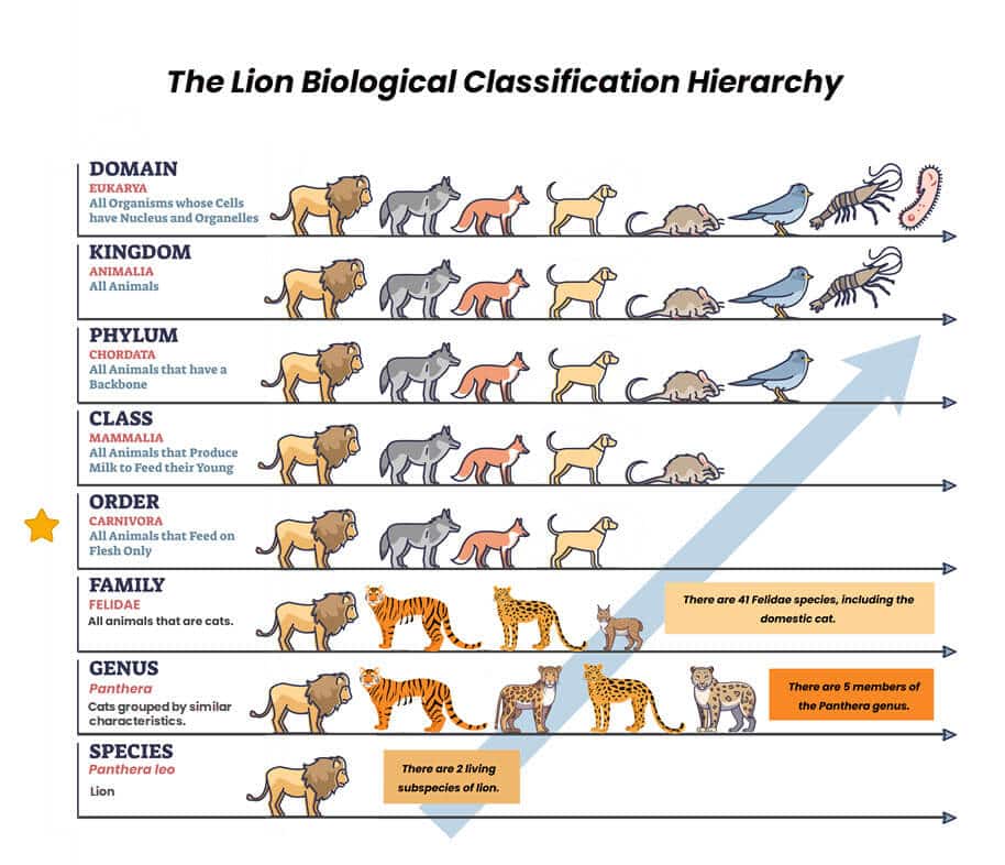 order classification