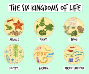 six kingdoms of life