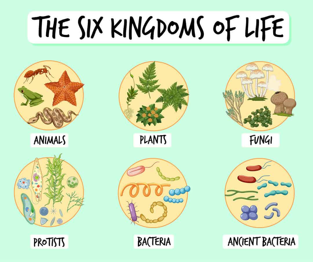 six kingdoms of life