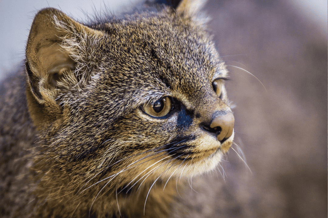 Pampas cat leopardus pajeros