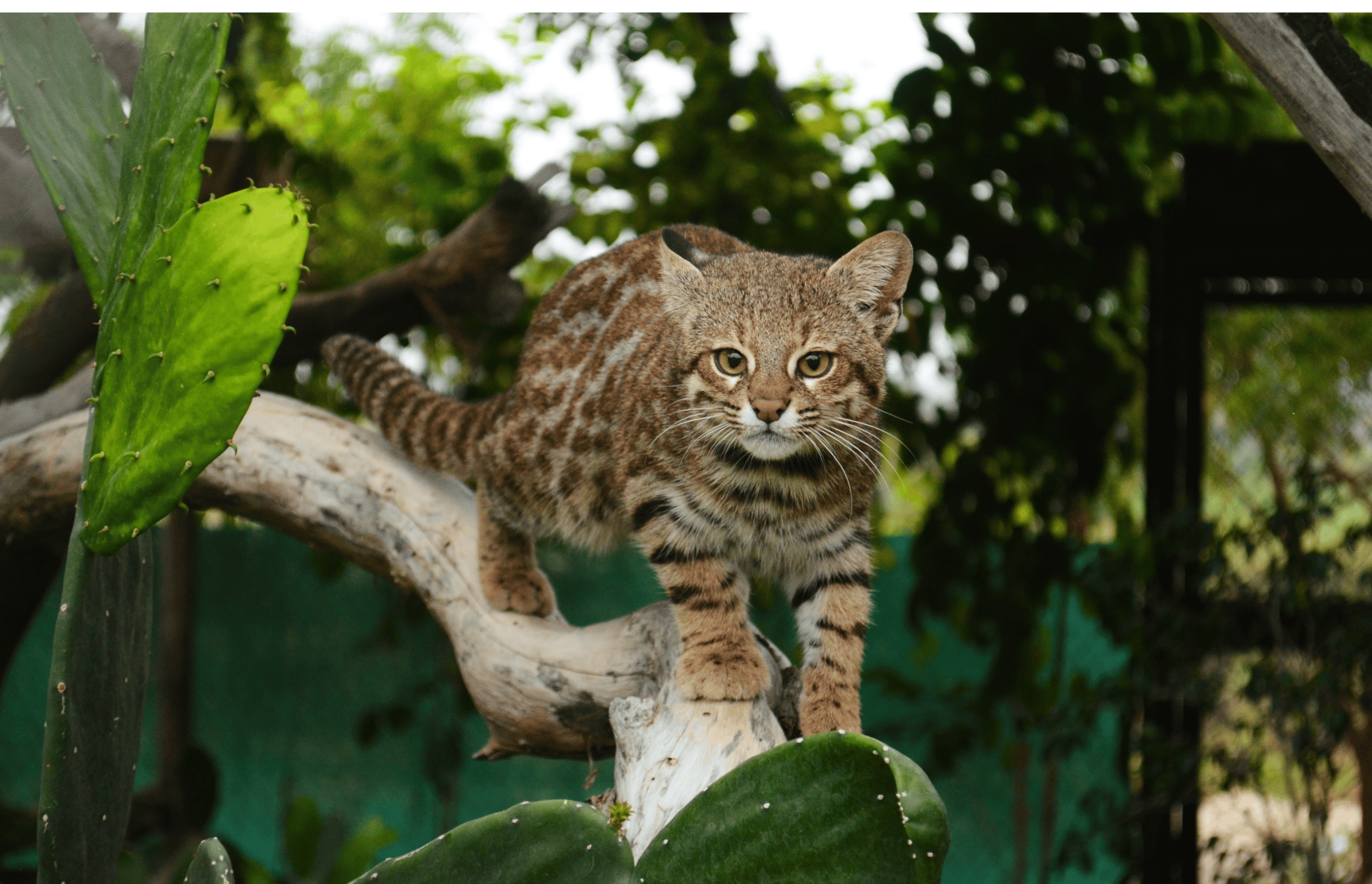 Leopardus colocola on a tree branch