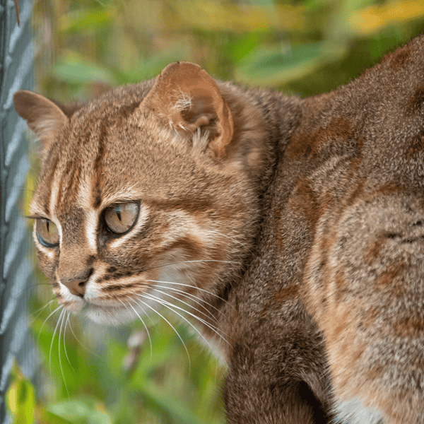 rusty-spotted cat - side vie